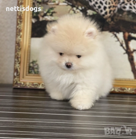 Истински мини померани с най късата муцунка 
                

                гр. София, Център
                вчера

                                    Договаряне