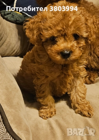 Тийкъп /Той пуделче момченце  →
		Обява 52348607