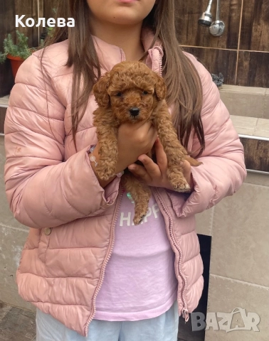 ТОП Мини Пудел →
Обява 52350742 ТОП Мини Пудел →
Обява 52350742