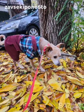 🐾Търся си приятелка 🐾 →
Обява 52339126 🐾Търся си приятелка 🐾 →
Обява 52339126