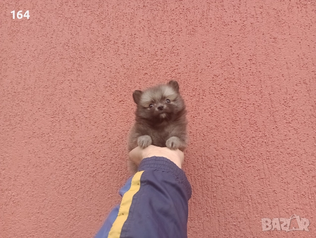 Женско сиво Померанче. →
		Обява 52339355