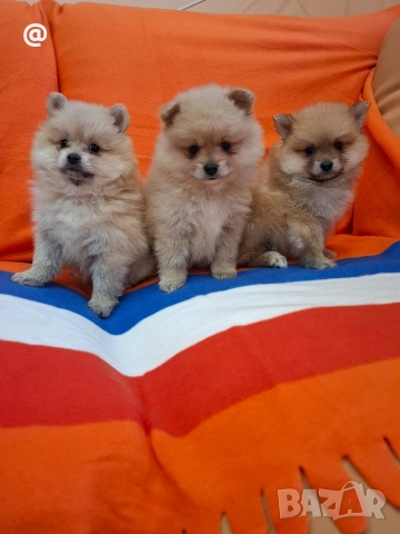 Померан померанчета Гр. София →
		Обява 52597070