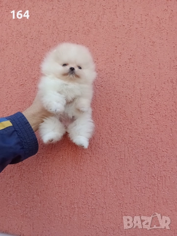 Миниатюрна мини миньонка! Мини Померан. Реални снимки от 11.12.25 →
Обява 52610691 Миниатюрна мини миньонка! Мини Померан. Реални снимки от 11.12.25 →
Обява 52610691