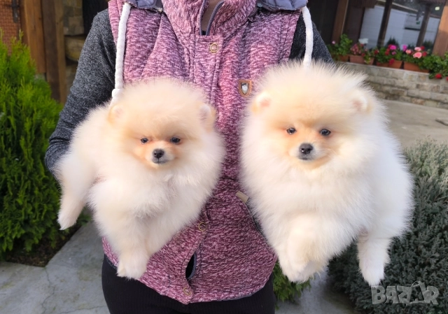 Мини Померан момчета  →
		Обява 52455578