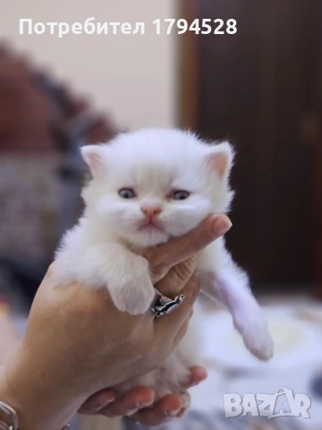 Персийски котенца  →
		Обява 52121340