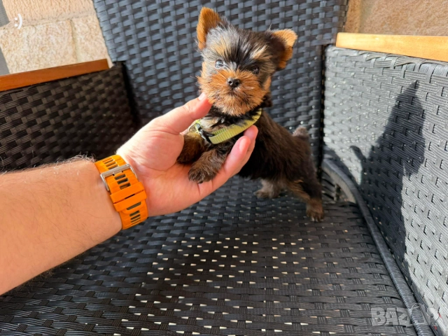 Мини Йоркширски териер Актуално от 27.11.2025
гр. Варна, ХЕИ
днес
1 000 лв
511,29 € Мини Йоркширски териер Актуално от 27.11.2025
гр. Варна, ХЕИ
днес
1 000 лв
511,29 €