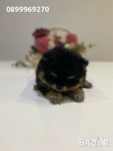 ПРОДАВАМ ПОМЕРАНЧЕТА →
		Обява 52582193