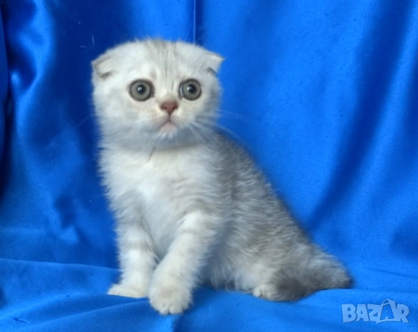 Сребърна чинчила с зелени очи →
		Обява 52373949