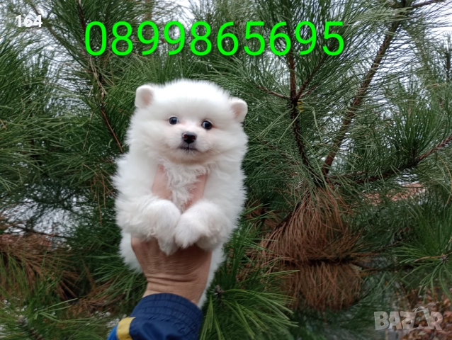 Бели Померани. Момче и момиче. →
		Обява 52338836