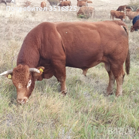 Продавам крави и коне →
		Обява 52305259