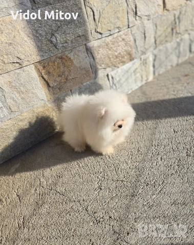 Мини Померан момче →
Обява 52432164 Мини Померан момче →
Обява 52432164