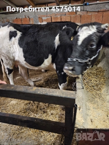 крава и теленце →
		Обява 52363380