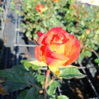 Храстовидни рози!!, снимка 12 - Градински цветя и растения - 45702417