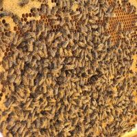 Пчелни семейства ( Отводки ), снимка 1 - За пчели - 45194239