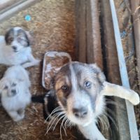 Българско овчарско куче, снимка 4 - Каракачанска овчарка - 45558672