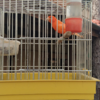 Продавам мъжки канарчета, снимка 11 - Канари - 45055817