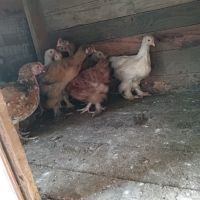 Продавам пилета порода кохин и джинк, снимка 3 - Кокошки и пуйки - 45710957