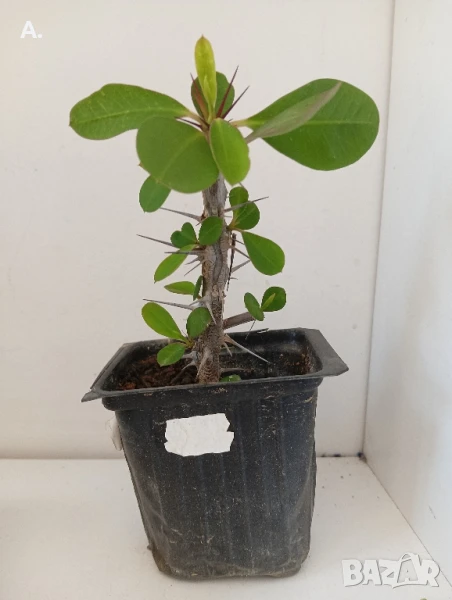 исусов венец , снимка 1