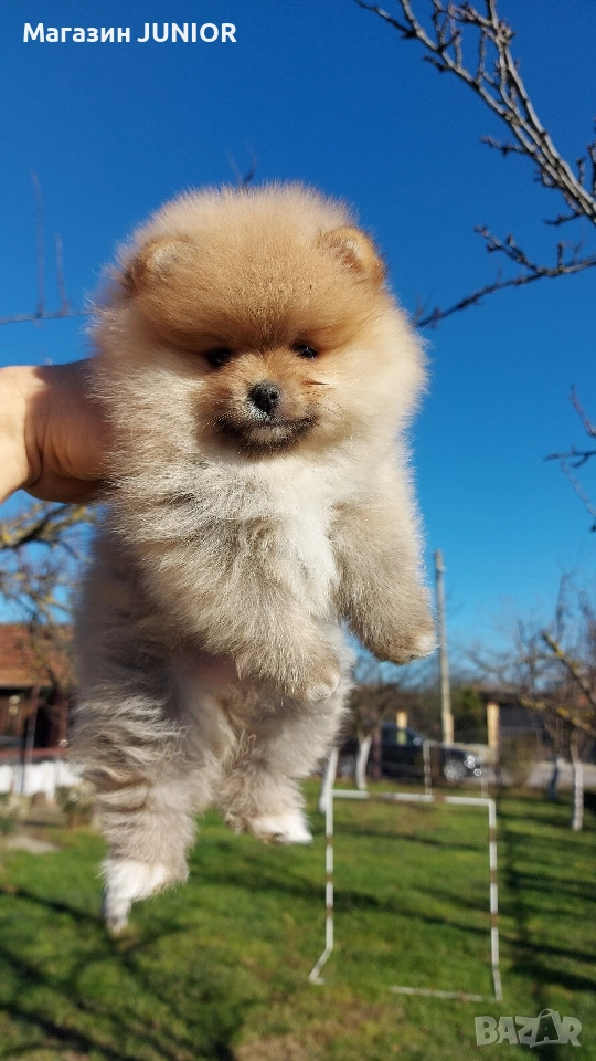 мини момче, снимка 1