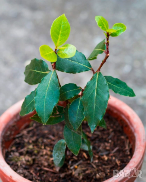 дафиново дръвче от Гърция, снимка 1