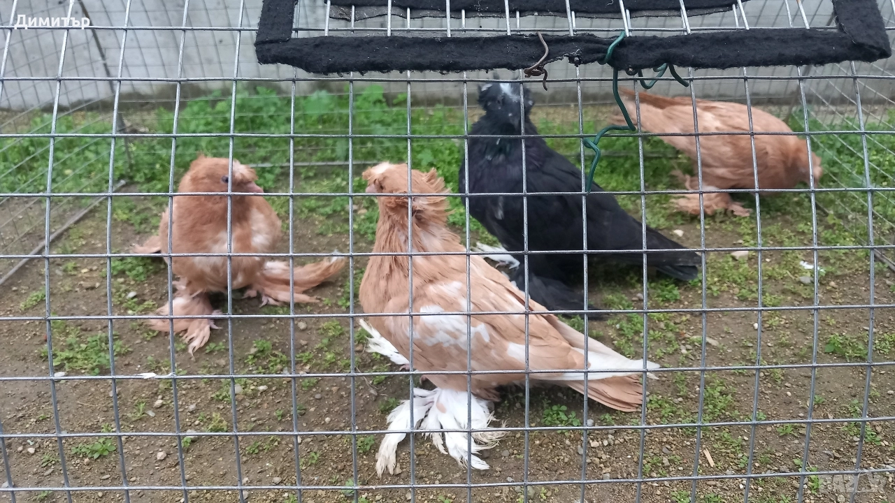 Продавам гълъби , снимка 1