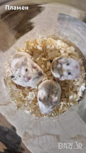 мини хамстери, снимка 1