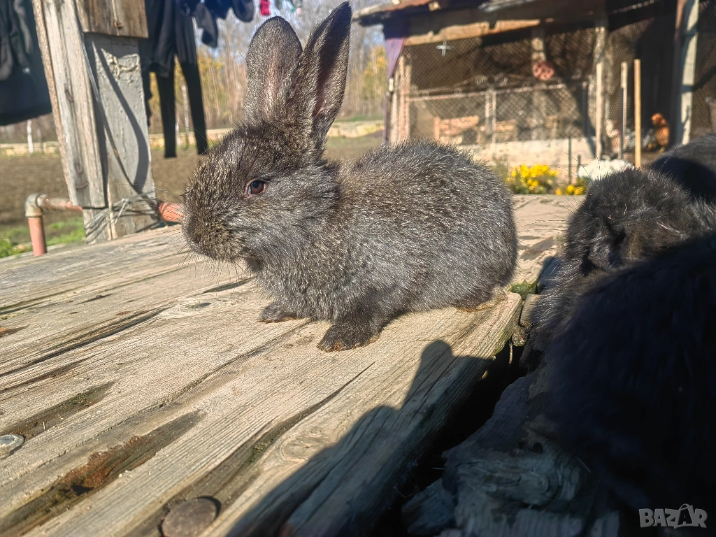 Зайци зайчета заек, снимка 1