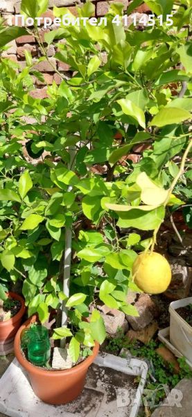 Лимонови дръвчета, снимка 1
