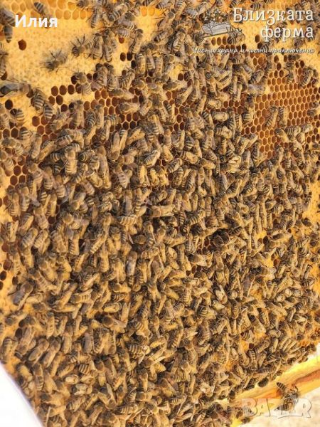 Пчелни семейства ( Отводки ), снимка 1