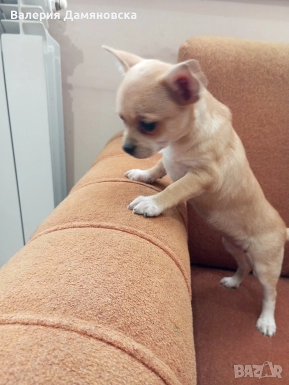 Чихуахуа женски, снимка 1