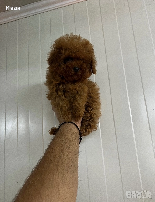 Teacup/тийкъп пудел, снимка 1