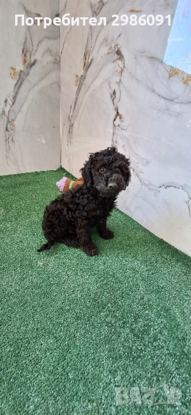 той пудел и мини пудел, снимка 1