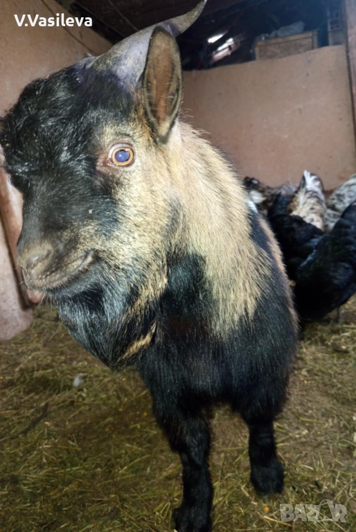 Мини пръч, снимка 1