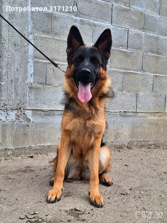 Немска овчарка , снимка 1