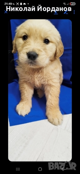 Голдънче , снимка 1