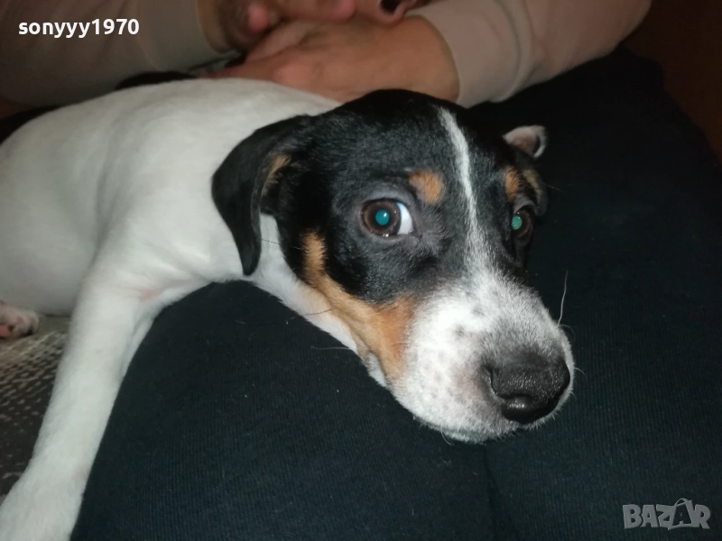 ДЖАК РЪСЕЛ-БЛАГА МУЦУНКА ЖЕНСКО НА 3 МЕСЕЦА 2510252107, снимка 1