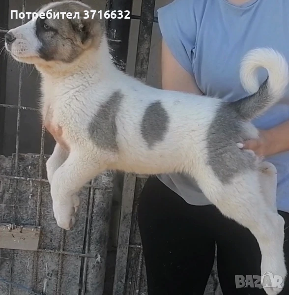 Вълкодав, снимка 1