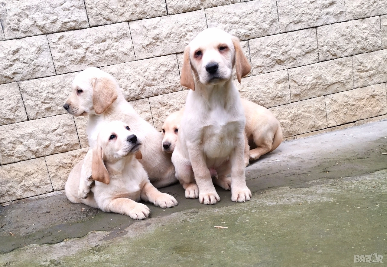 Лабрадор ретривър , снимка 1