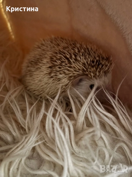 Декоративно таралежче, снимка 1