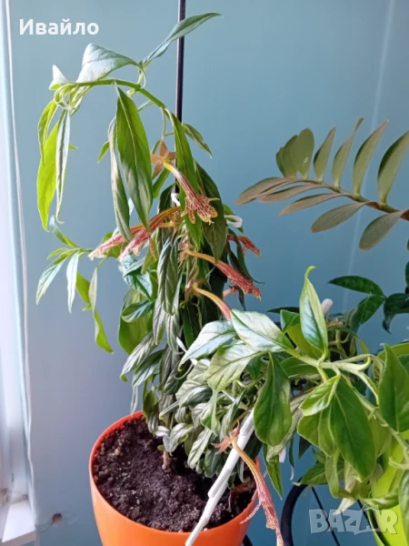 Колумнея - Columnea schiedeana - с цвят, снимка 1