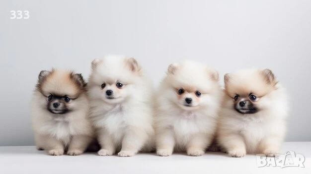 Купувам Мини Шпицове и Померани!, снимка 1