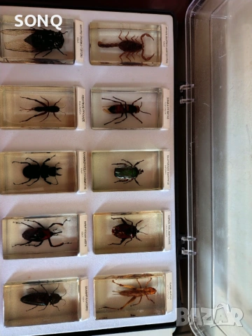 Страхотна Колекция Хербарий От Буболечки,Насекоми, снимка 13 - Колекции - 53137155