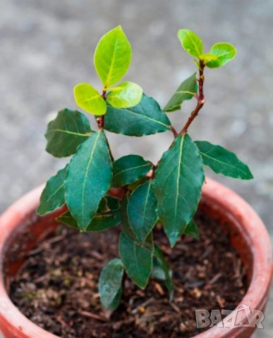 дафиново дръвче от Гърция