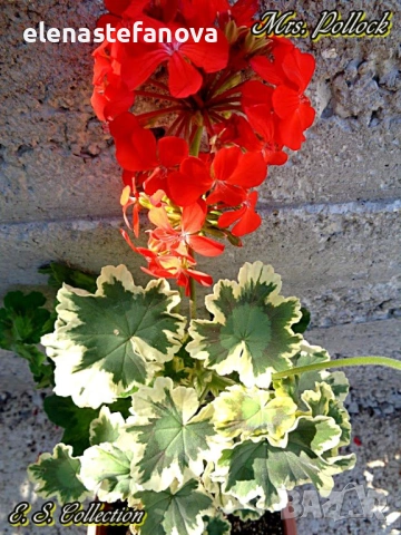 Сортови мушката - комплект, снимка 3 - Стайни растения - 53412383