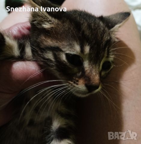 три  котенца от Варна търсят дом, снимка 13 - Други - 45627071