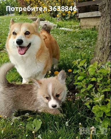 Корги пемблук, снимка 2 - Други - 54185979