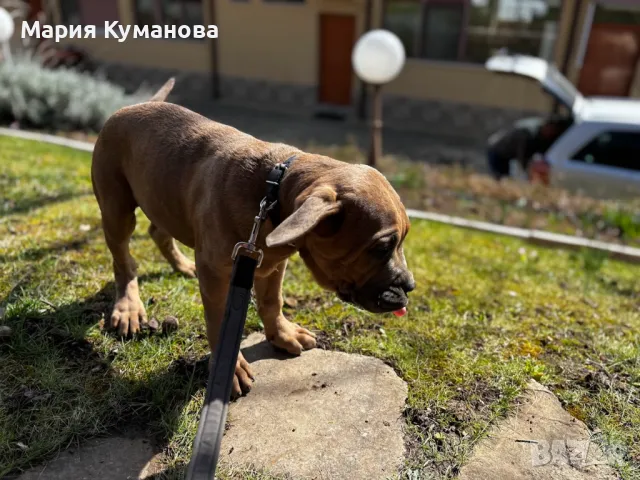 Продистокръвно Кане Корсо – кралската порода на пазителите! , снимка 16 - Кане корсо - 49211475