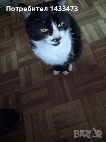 Хубавата Адолфина търси дом , снимка 7 - Други - 53648498