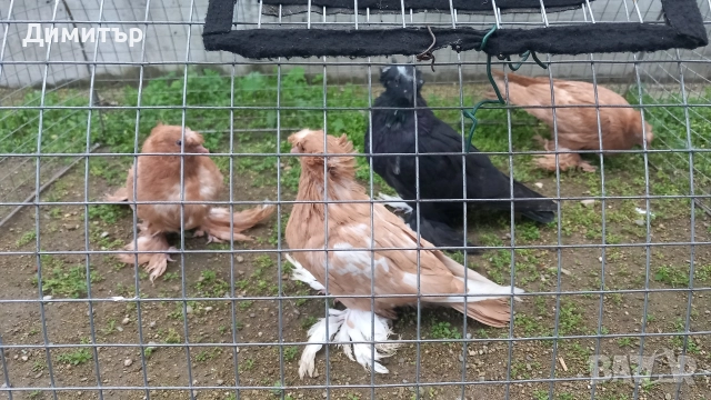 Продавам гълъби 