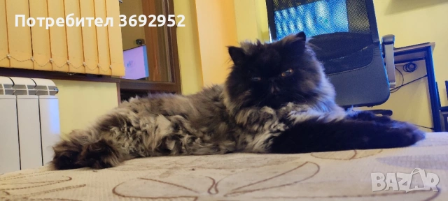 Подарявам персийски котарак, снимка 3 - Персийска - 53931885
